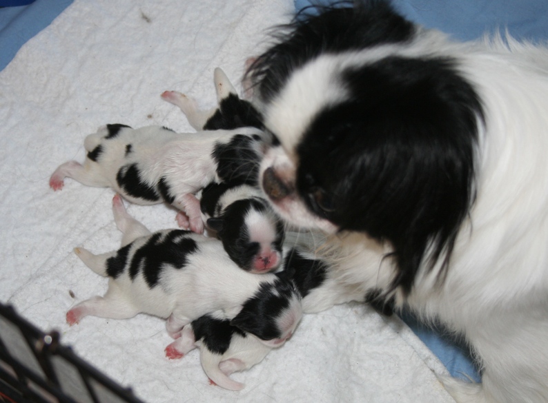 Joji and her four pups