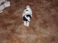 TN_Puppy_on_carpet.jpe (3870 bytes)